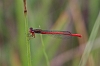 IMG_0103_Small_Red_Damselfly_male